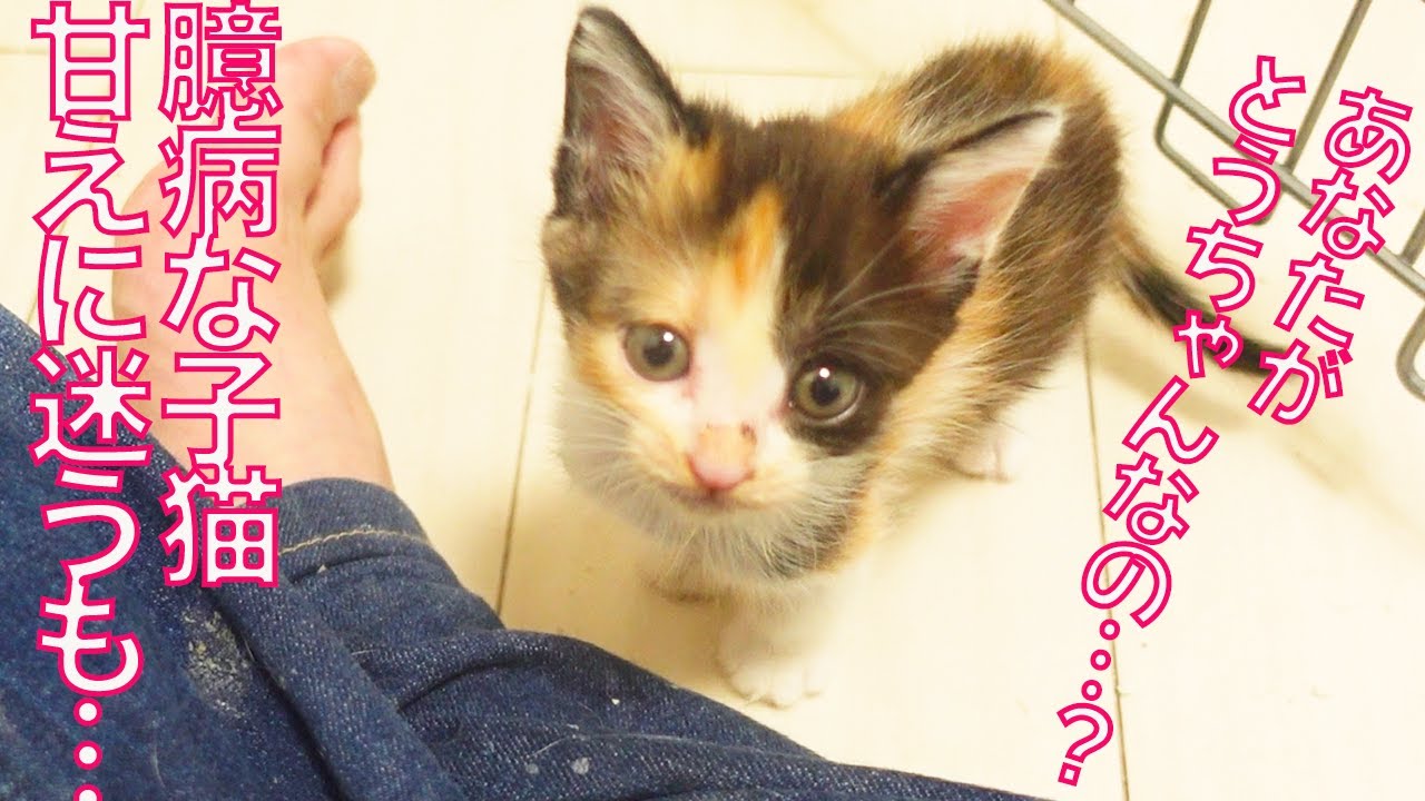 臆病な妹子猫、甘えていいのか迷いまくる The timid little kity