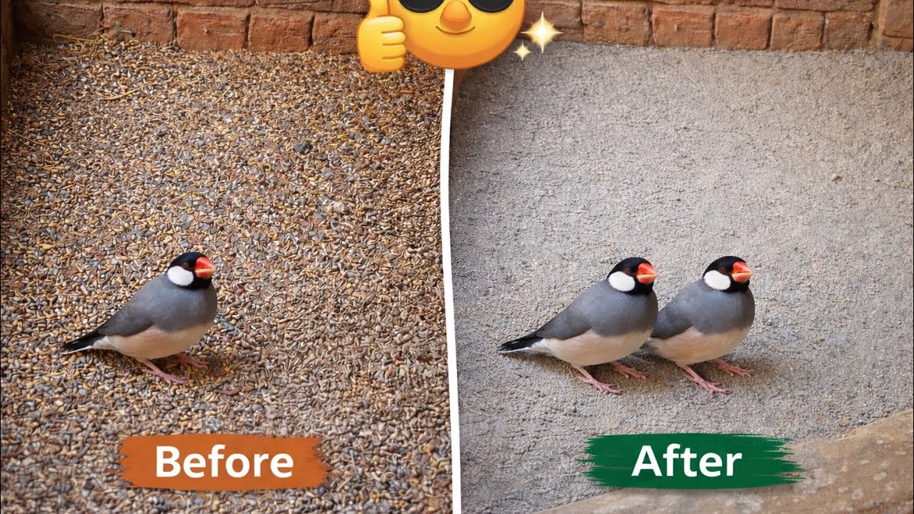 Java Finch ke cage Ki Safai ho gai