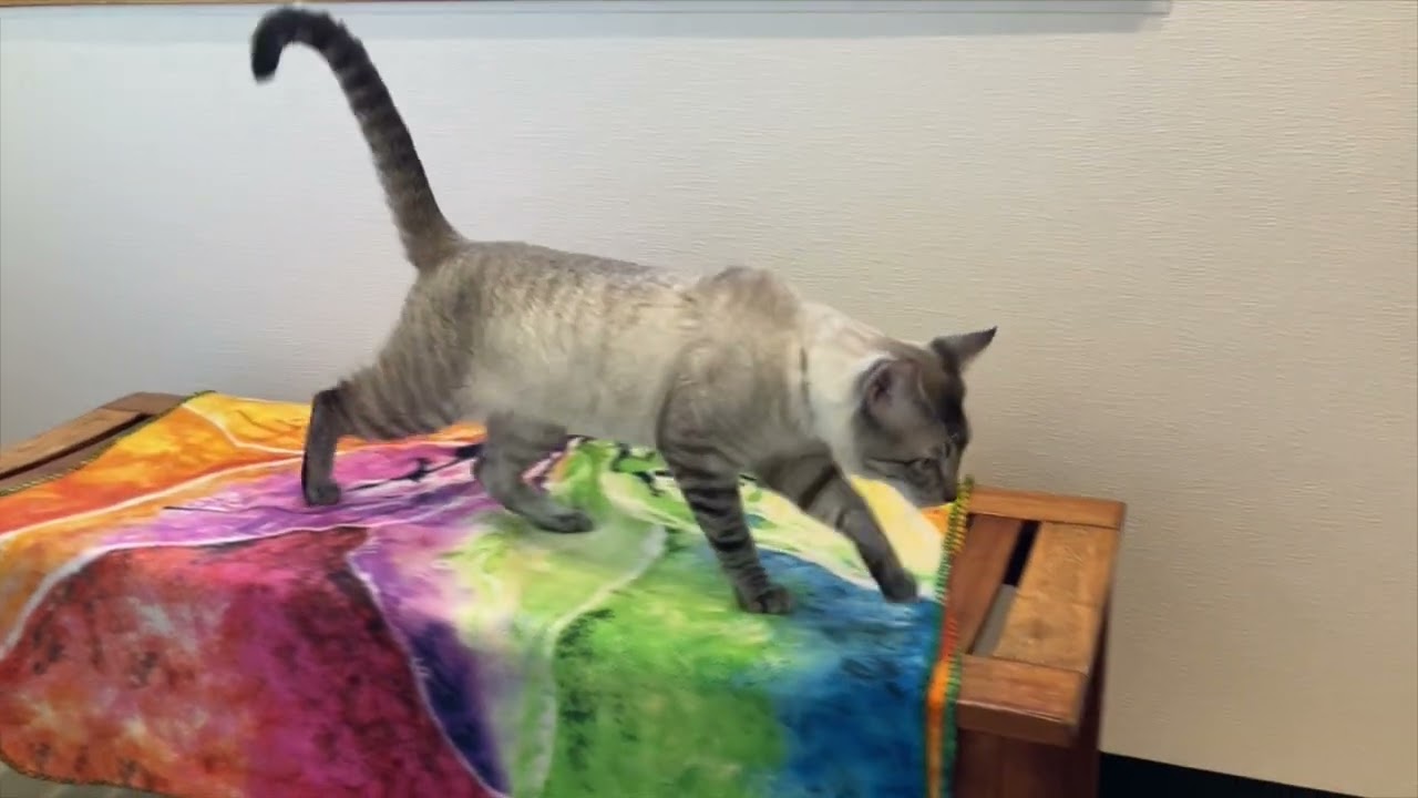 Calypso