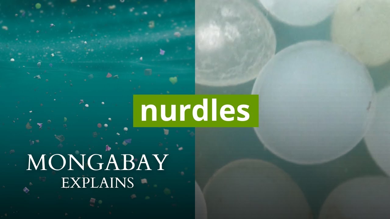 What is a nurdle? | Mongabay Explains