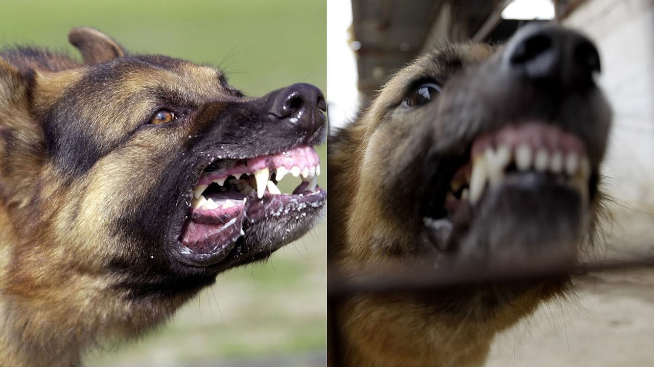 Hispano muere en Texas luego de ser atacado por sus dos perros de raza pitbull dentro de su casa