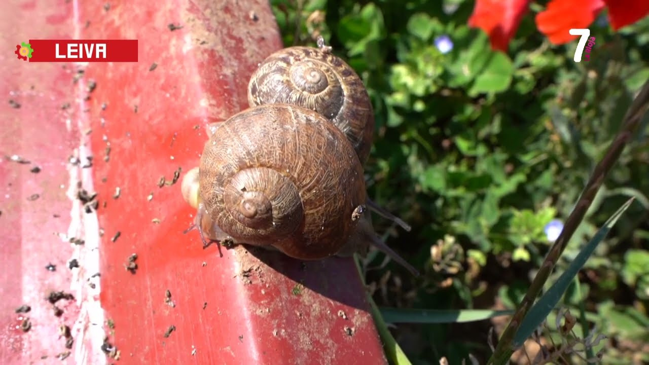 HECHO EN LA RIOJA CARACOLES VALLE DEL TIRÓN 30 05 2023
