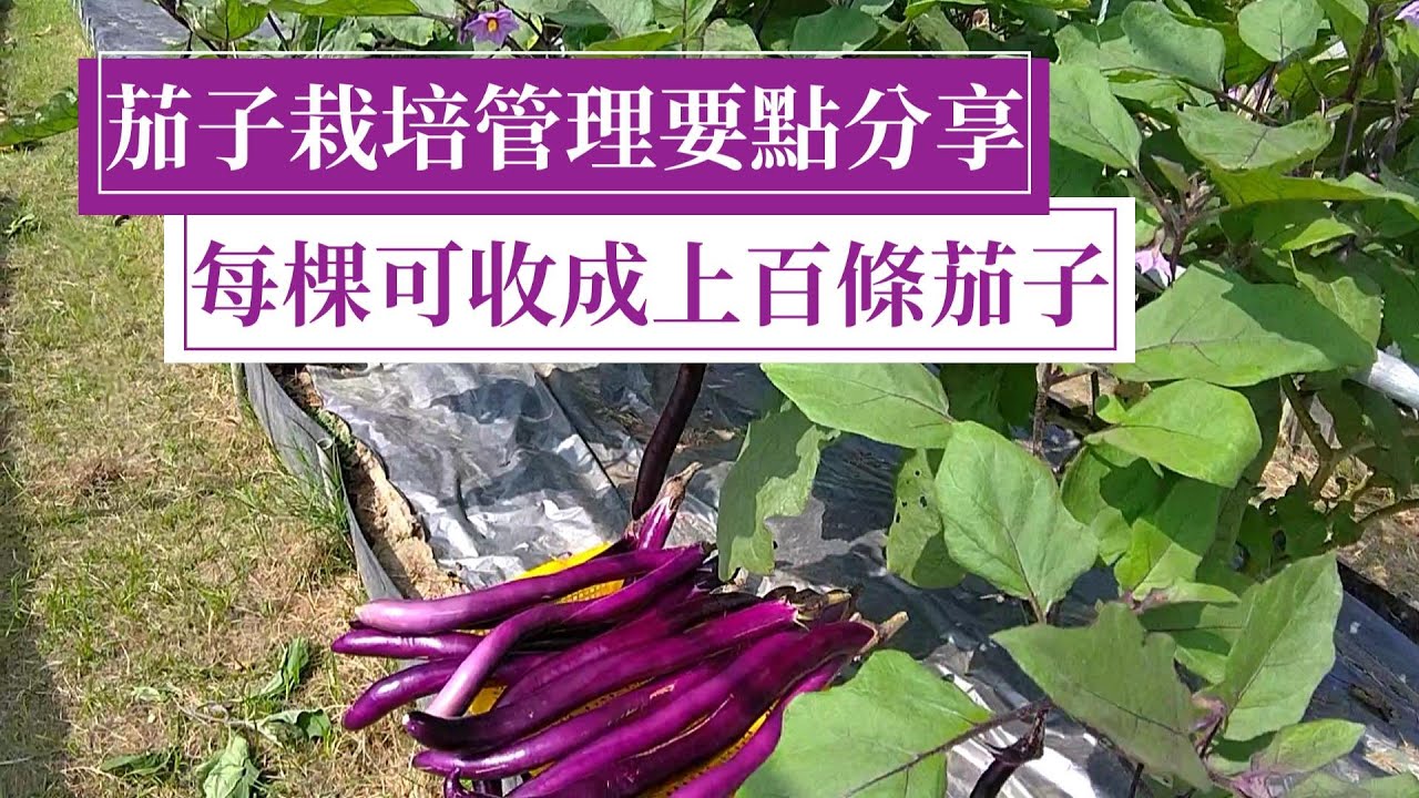茄子要一棵收成百條以上，必須要有關鍵措施，以及必要的種植管理技巧 | 阿星種植