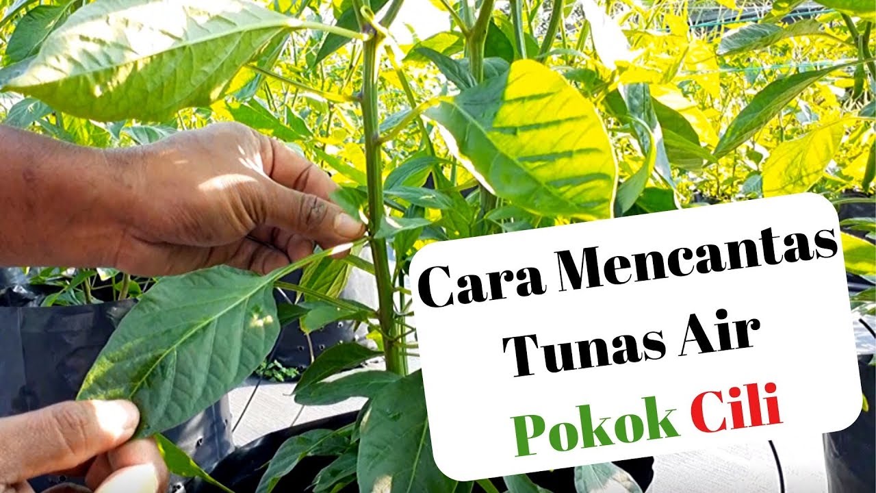 Tanam Cili: Cara Mencantas Tunas Air & Buat Latihan Batang Tunggal