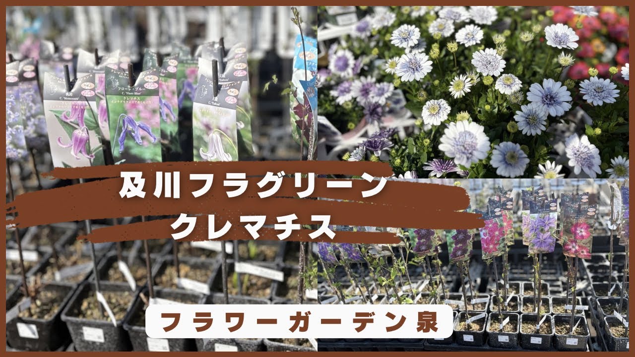 元田んぼ庭の土壌改良と及川クレマチス入荷日レポ🧚