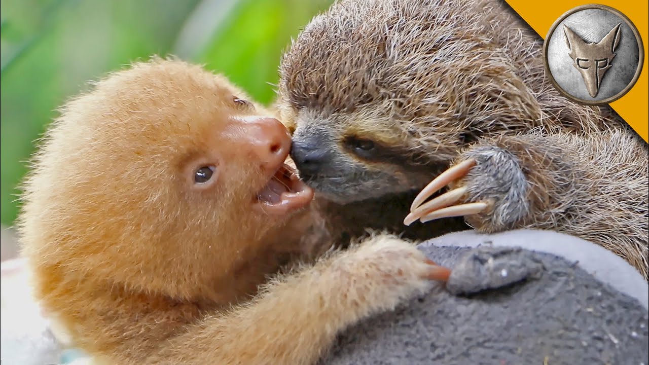 Sloth vs Sloth!