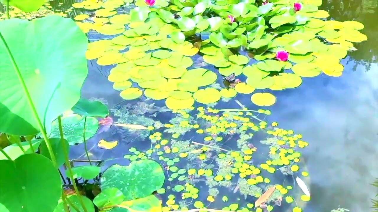 channeled meditation - #luminous power  - in lichtvoller Stärke