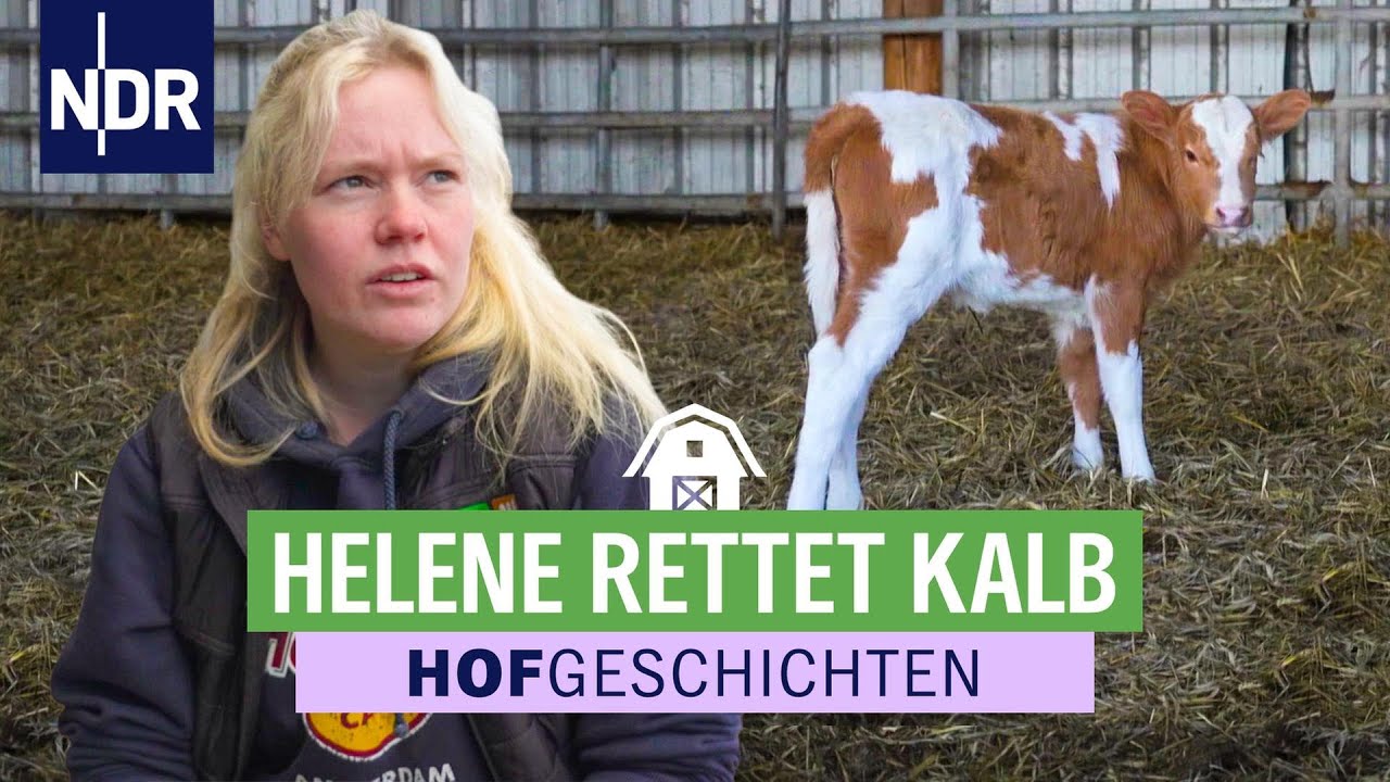 Kuh lehnt Kalb ab &ndash; Azubi Helene muss es mit der Flasche gro&szlig;ziehen | Hofgeschichten (373) | NDR
