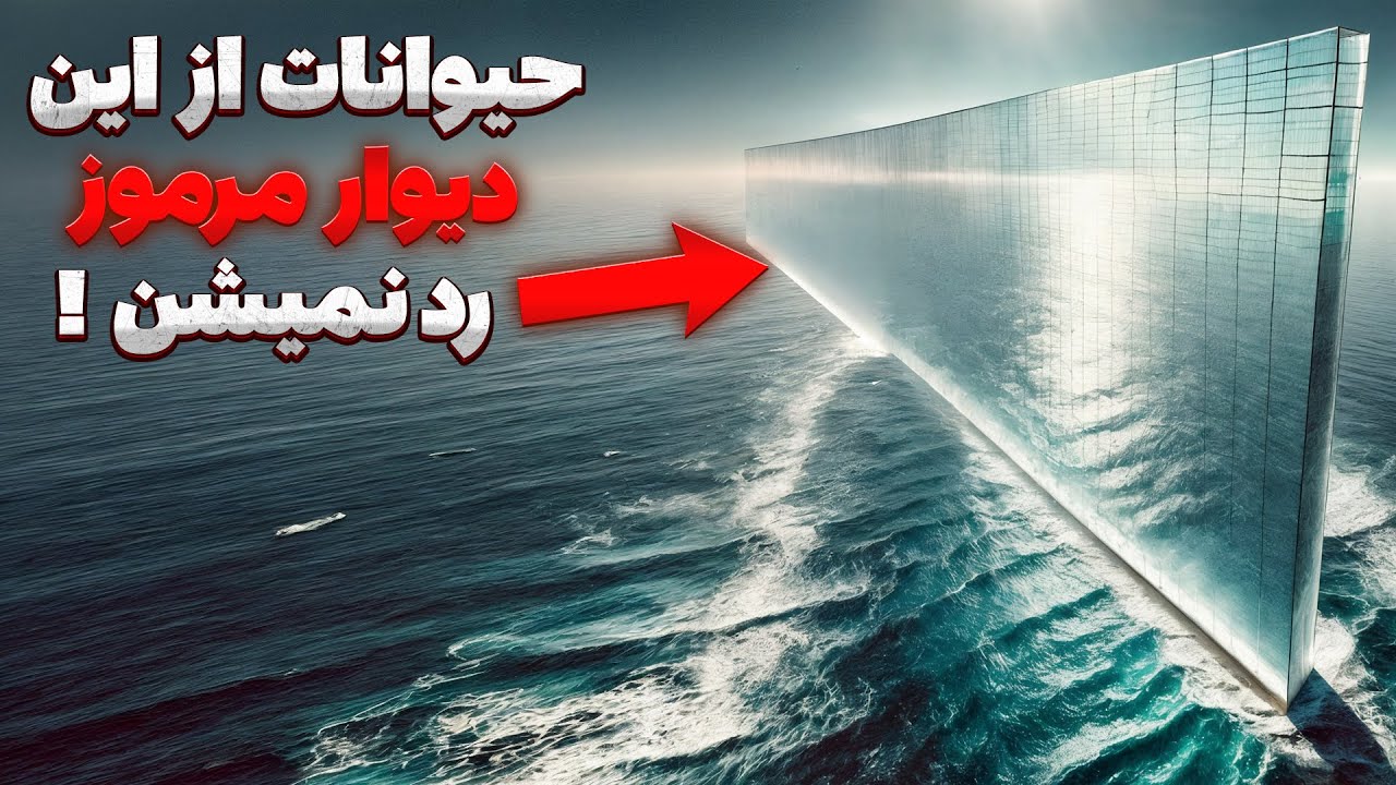 دیواری نامرئی در دل اقیانوس که حیوانات از آن عبور نمی‌کنند | راز خط مرموز والاس