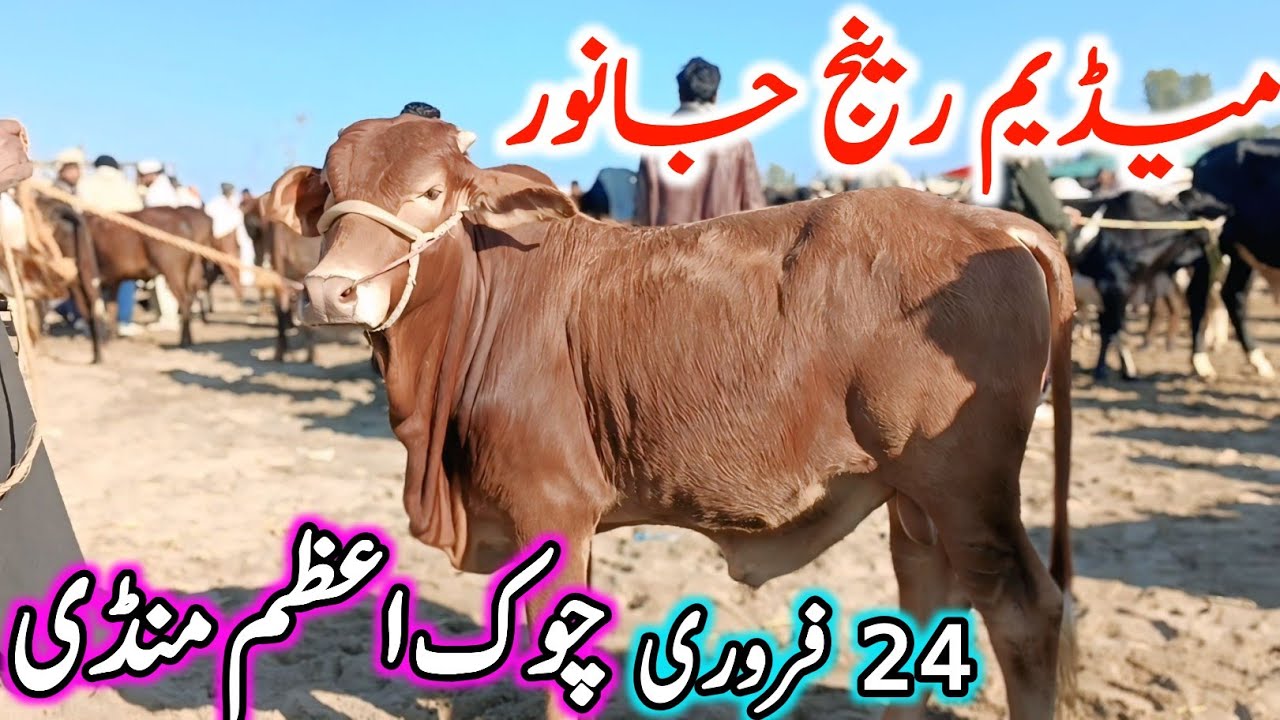 Chowk Azam Cow Mandi | Sahiwal Cholistani Bachre | Cow Mandi 2025/2026 | Chand TV Punjab Farming