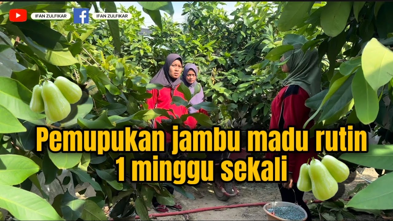 Pemupukan jambu madu rutin di lakukan 1 minggu sekali