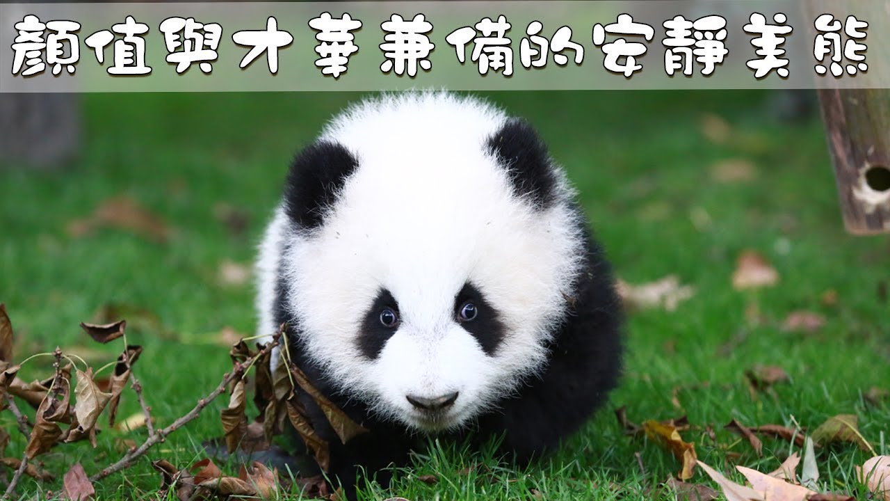 顏值與才華兼備的安靜美熊：“成浪” | iPanda熊貓頻道