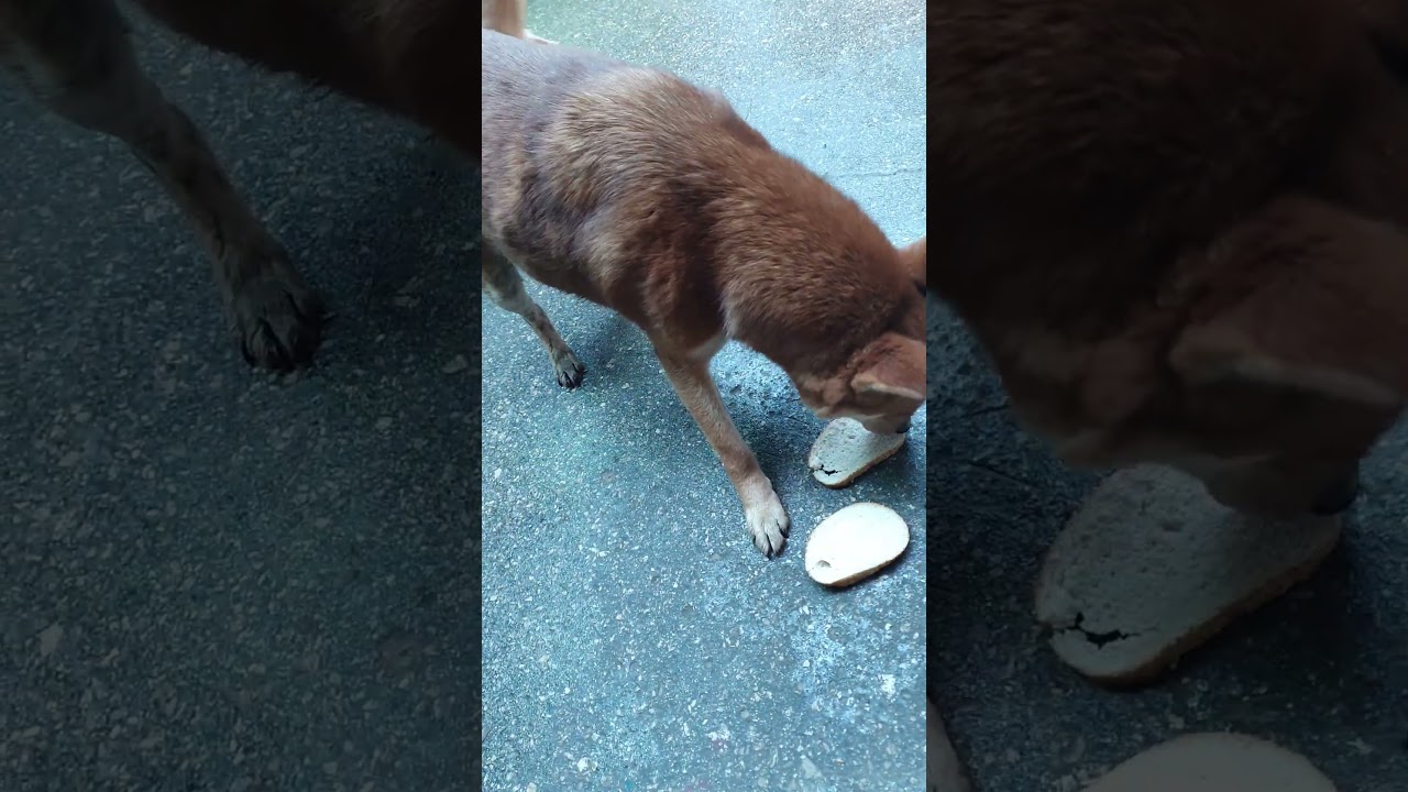 #art #dance #animals #food #humor #cat  #new #news #song #dance #love #happy #humor #india #a4 #dog