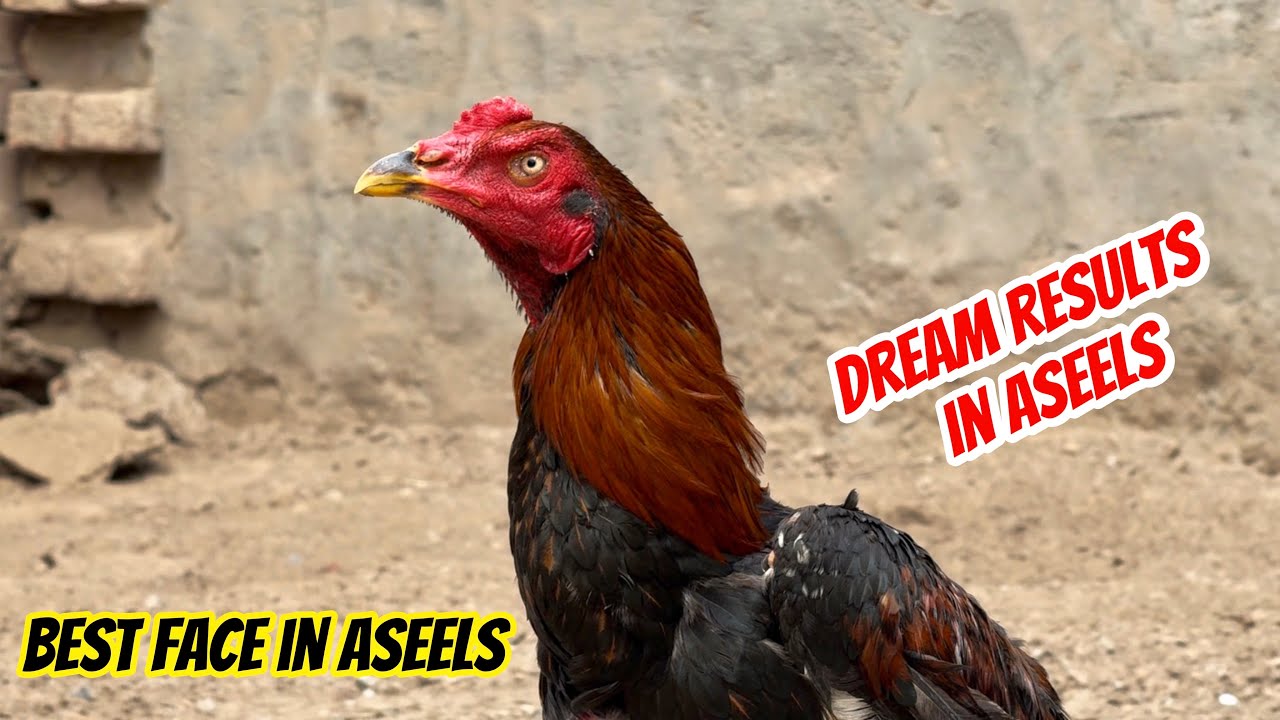Best breeding results in aseel murga shoq