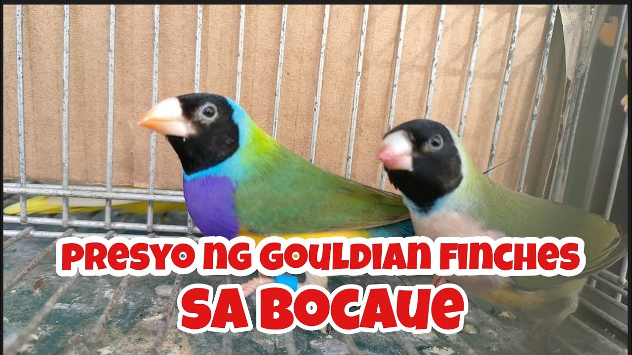 #gouldian finches presyo ng gouldian finches sa bocaue at opaline