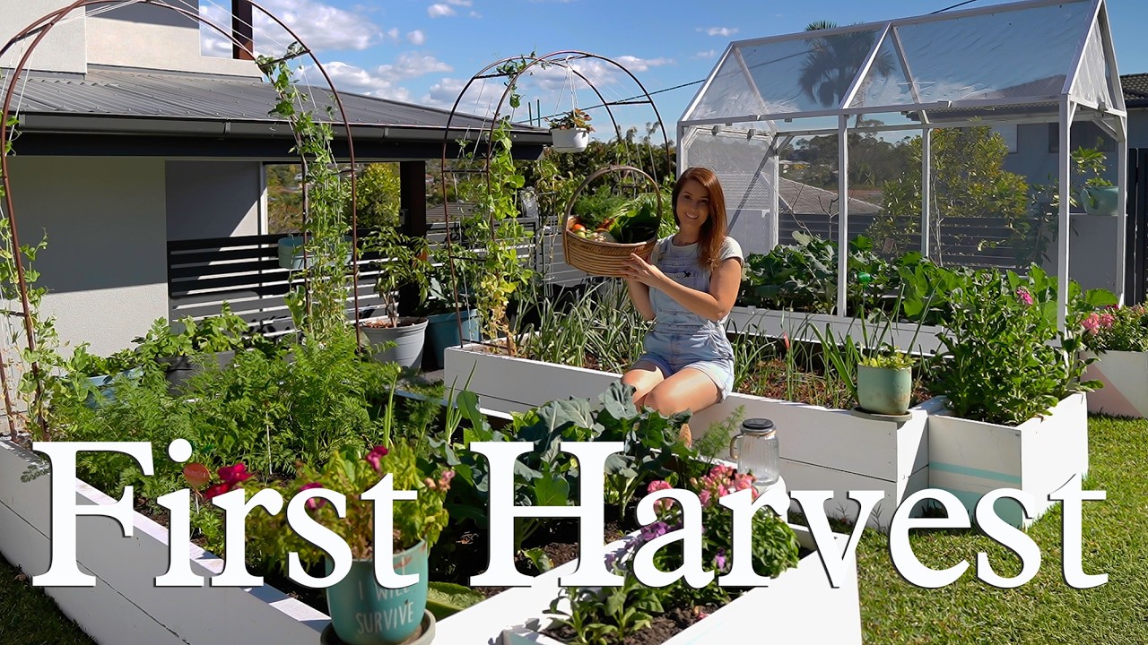 I Turned My Backyard Into a Veggie Patch...Here's My First Harvest!