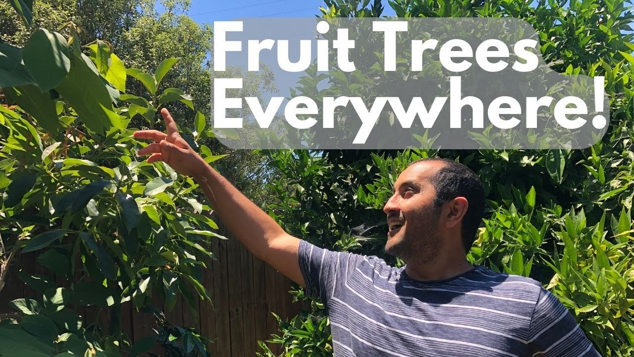 SoCal Garden Tour! Fruit Trees Everywhere!