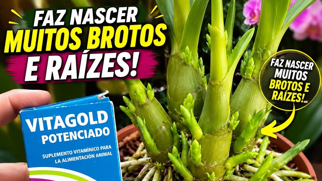 Como usar vitagold nas orqu&iacute;deas para enraizar.Fiquei surpresa.