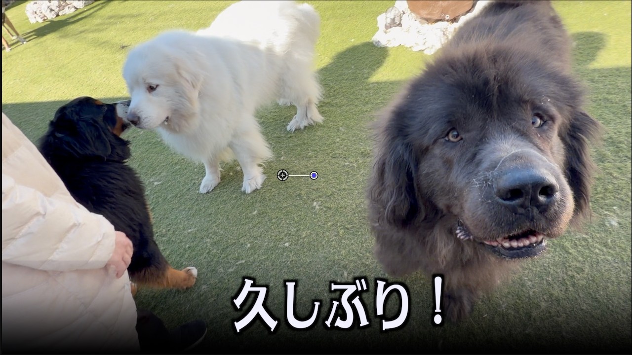 熊のようなデカ犬のお家に遊びに行きました