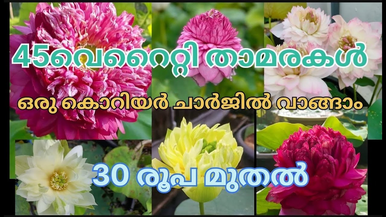 lotus tuber for sale @mmgreenworld