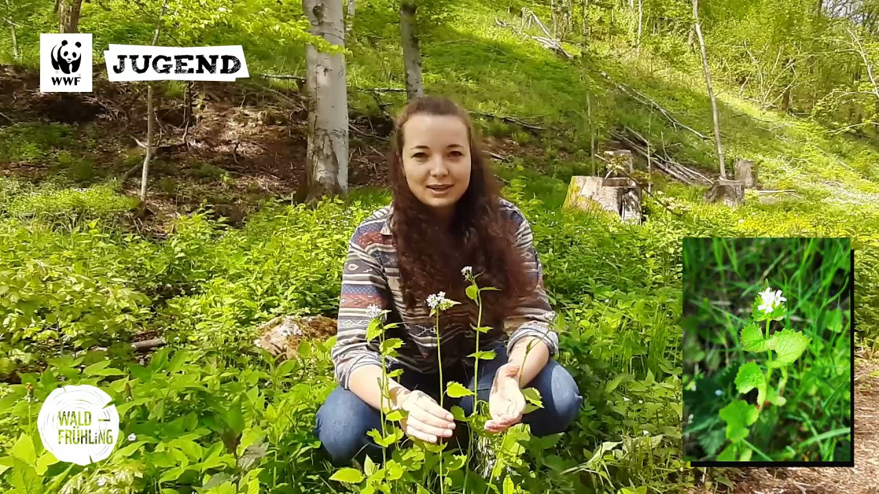 Wildkräuter sammeln im Waldfrühling: 5 Kräuter finden, erkennen und verwenden