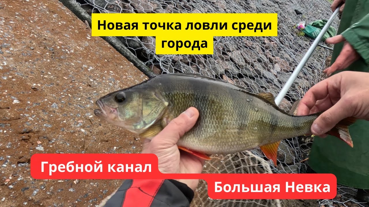 #105 #fishing Крупный окунь на Гребном канале и разведка новой точки среди города