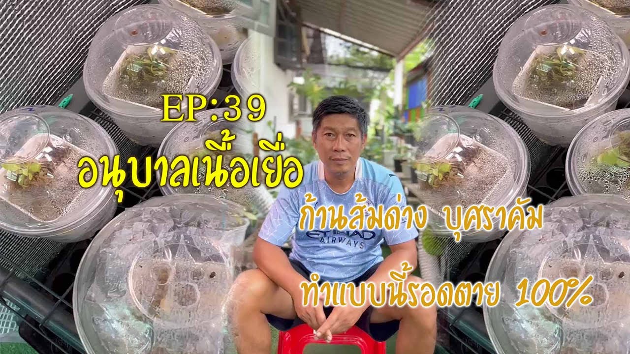 EP39 อนุบาลไม้เนื้อเยื่อ บุราคัม ก้่นส้มด่าง แบบนี้ไม่ตาย100%