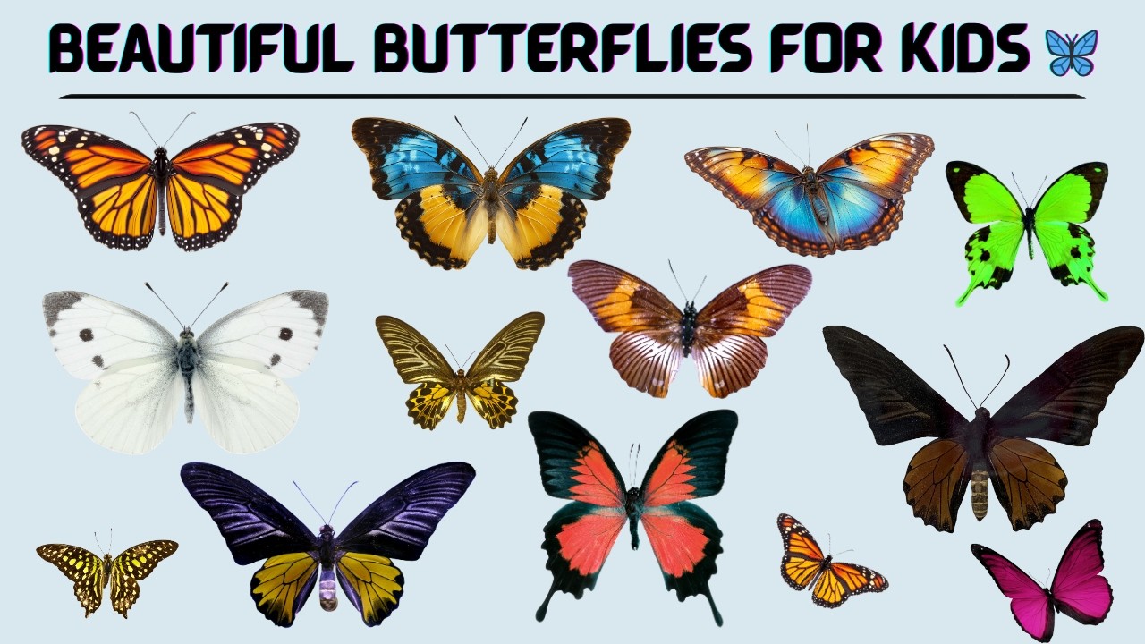 Beautiful Butterflies for Kids 🦋 | Learn Butterfly Names in English | Fun Learning with Kids Fun