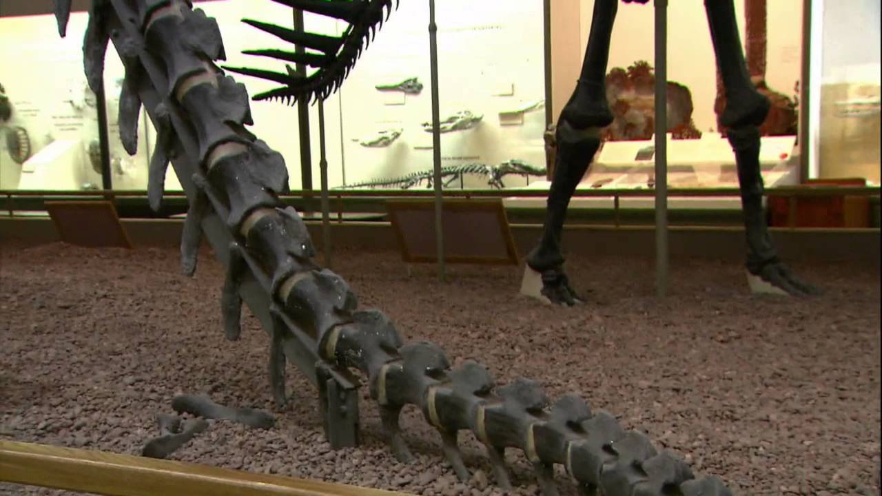 Peabody Museum // Connecticut's Cultural Treasures