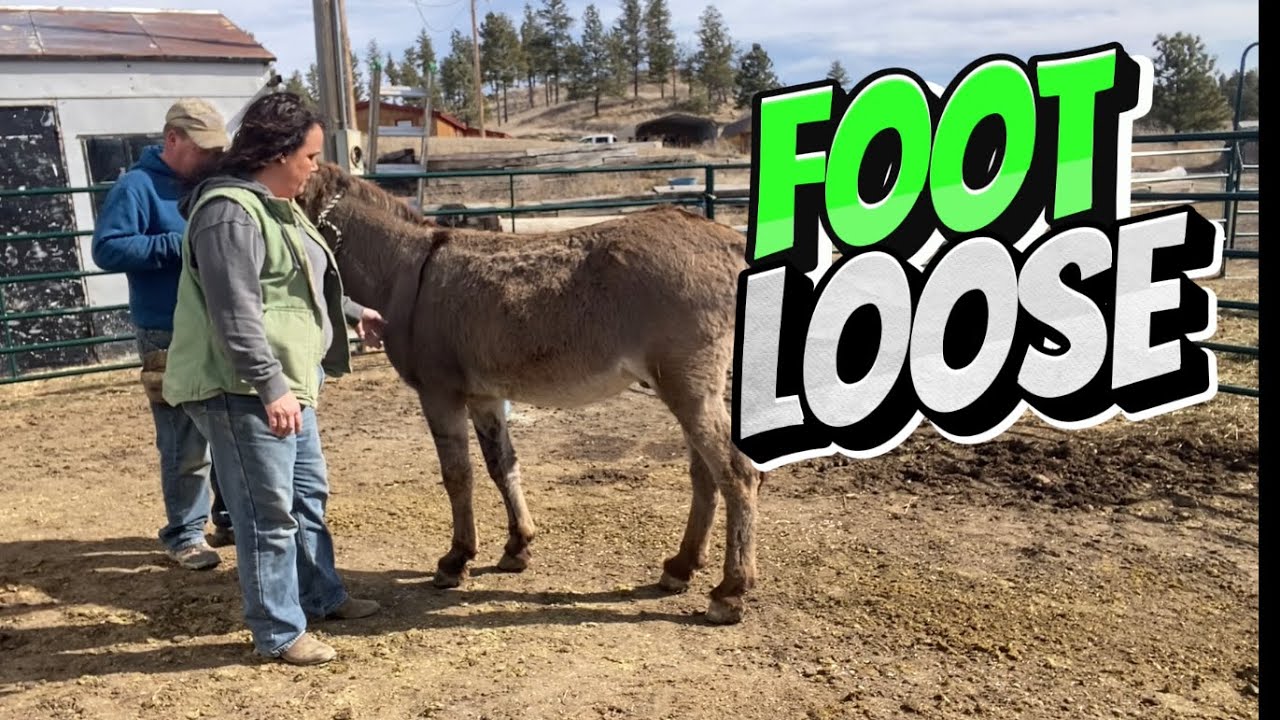 Building Trust: Yuno the Donkey Lets People Lift His Feet