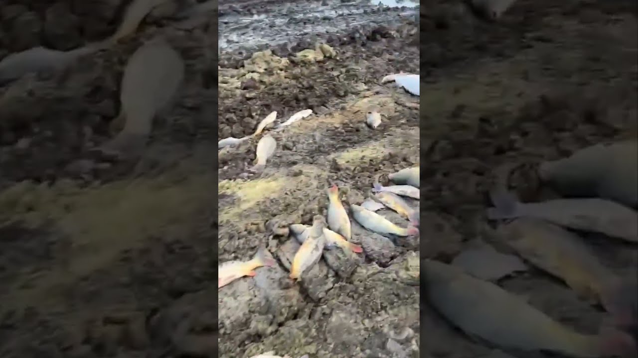 Abuzurile guvernării PAS la Țipala Ialoveni se astupa un iaz.