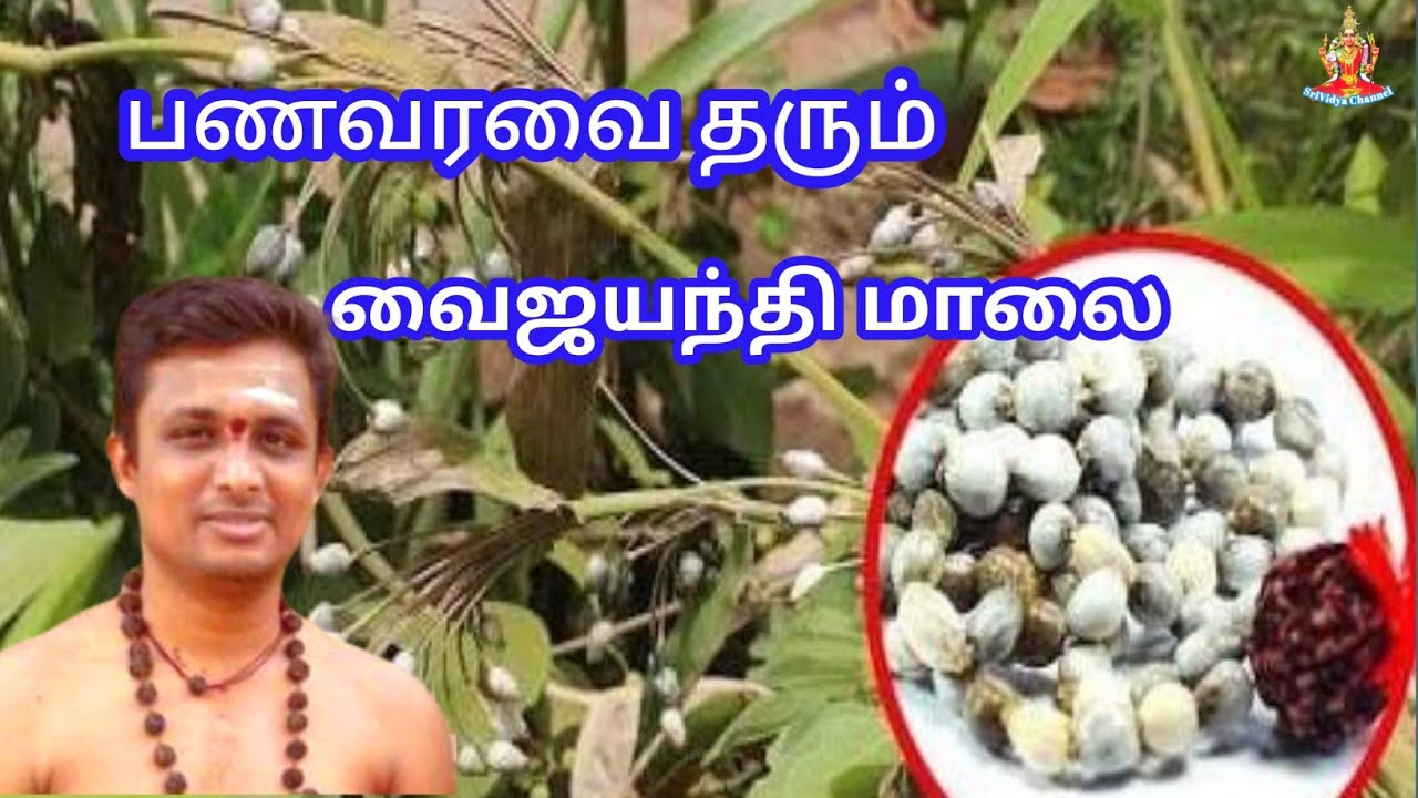 பணவரவை தரும் வைஜயந்தி மாலை