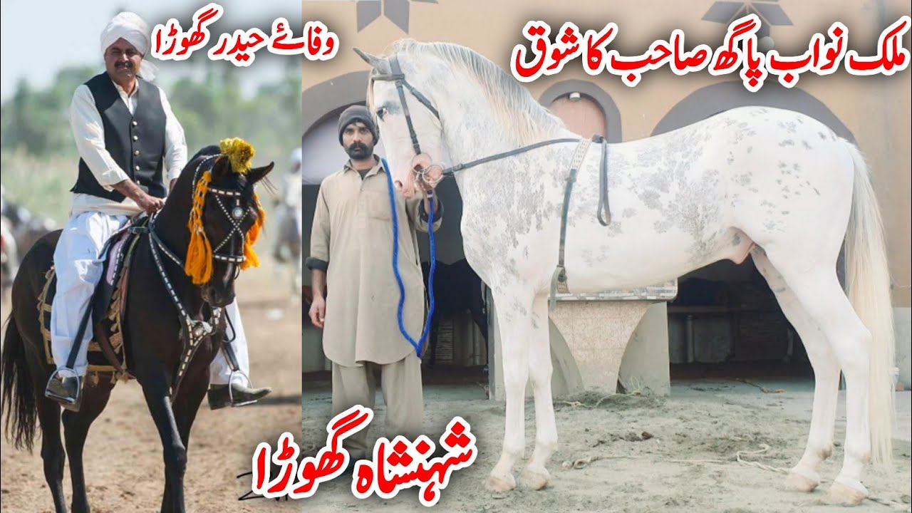 Naze Baz Nukra Horse | Horse Farm | Horse For Sale In Pakistan | Horse In Punjab