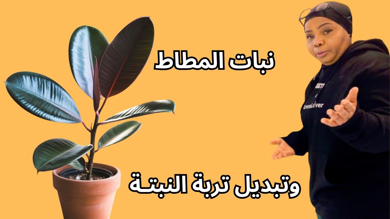 ليش نغيّر تربة النباتات المنزلية؟ (نبات المطاط مثالًا) 🪴