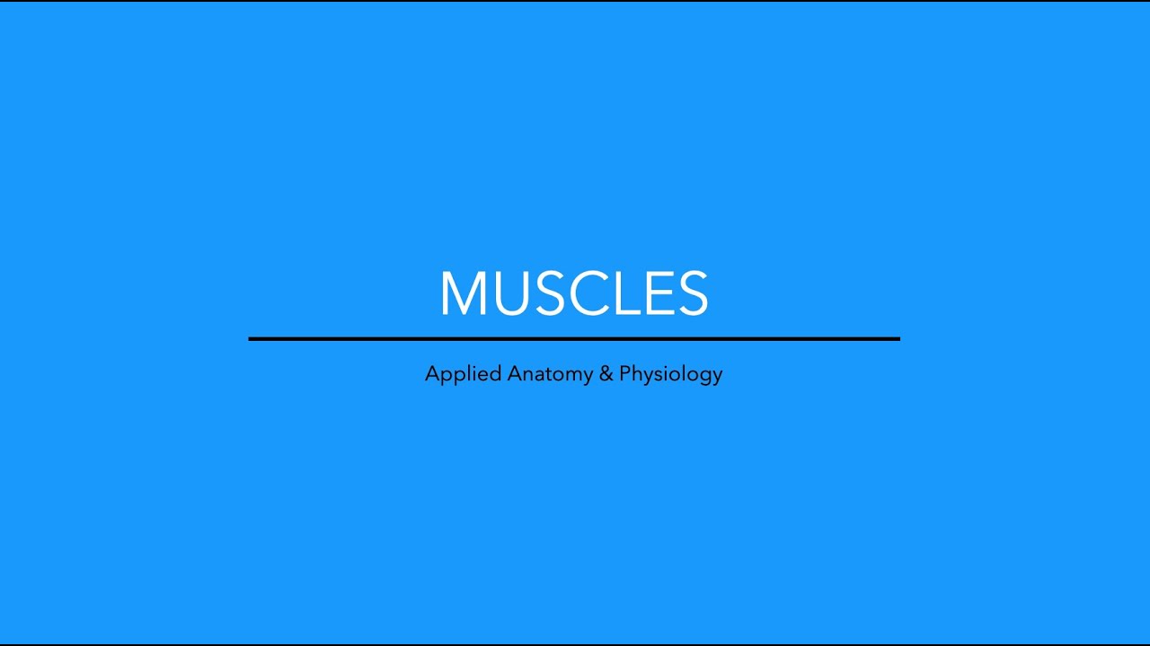 Muscles & Muscle Actions