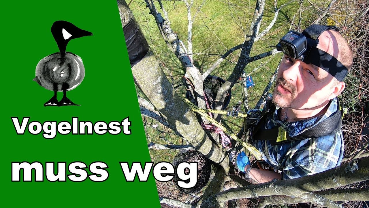 Vogelnest muss weg - Tiernotruf #200
