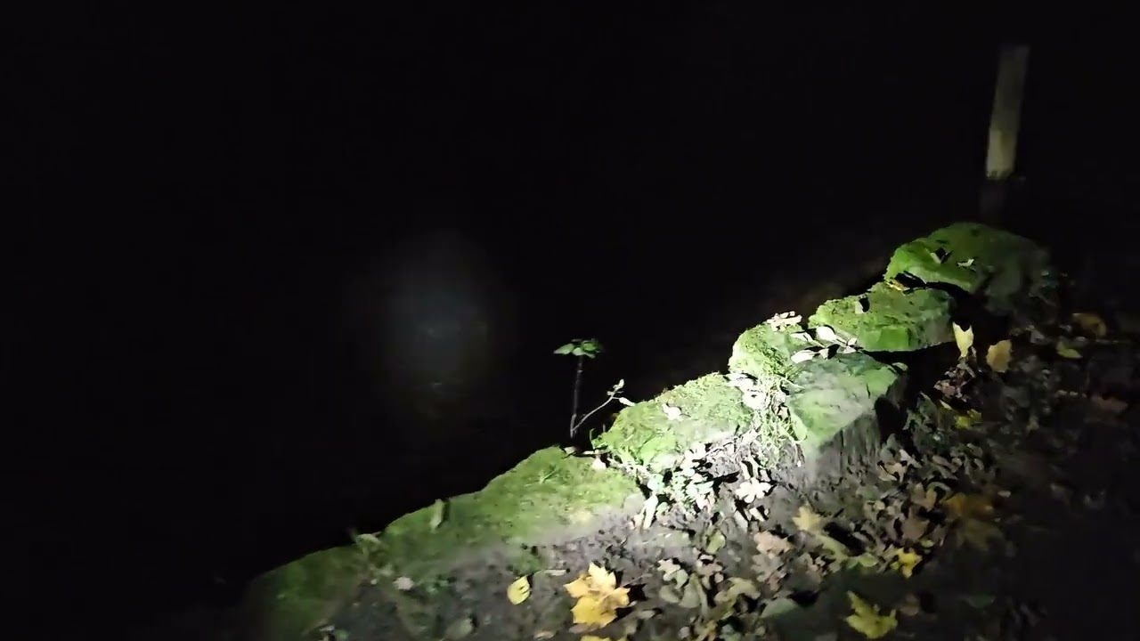 Was passiert im Wald am Sammelteich in Schloß Holte?