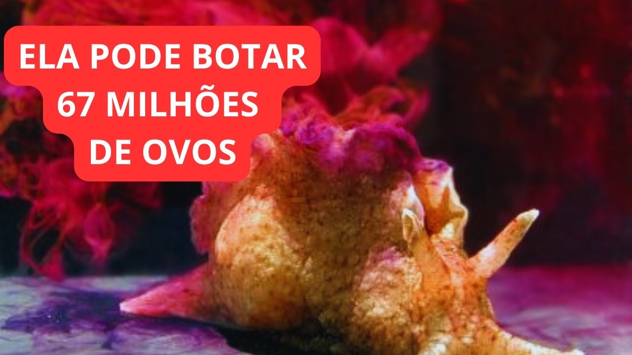 Conhe&ccedil;a a LEBRE DO MAR