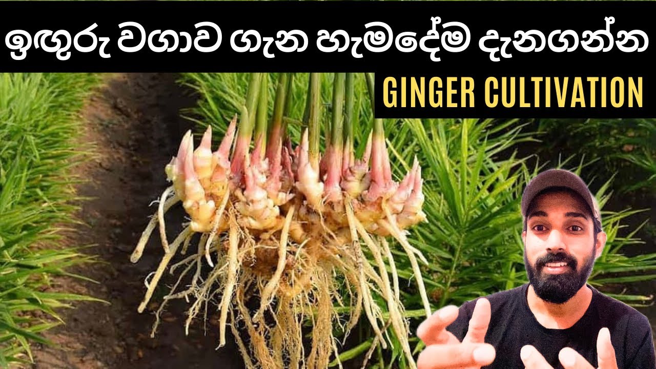 24.බීජ ඉගුරැ තෝරාගෙන ඉගුරැ වගාව හරියටම කරන්නේ කොහොමද? Ginger Cultivation.#ginger 
