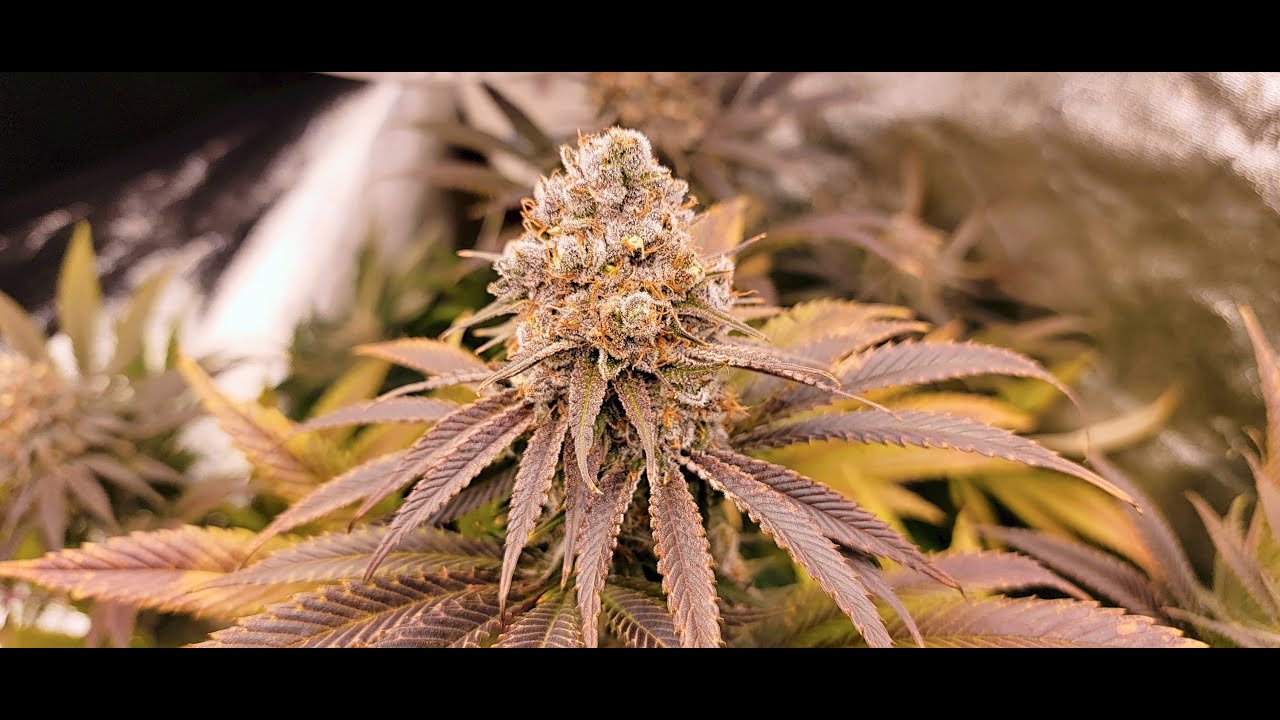 Ethos XXX - Cannabis Strain! 🌱
