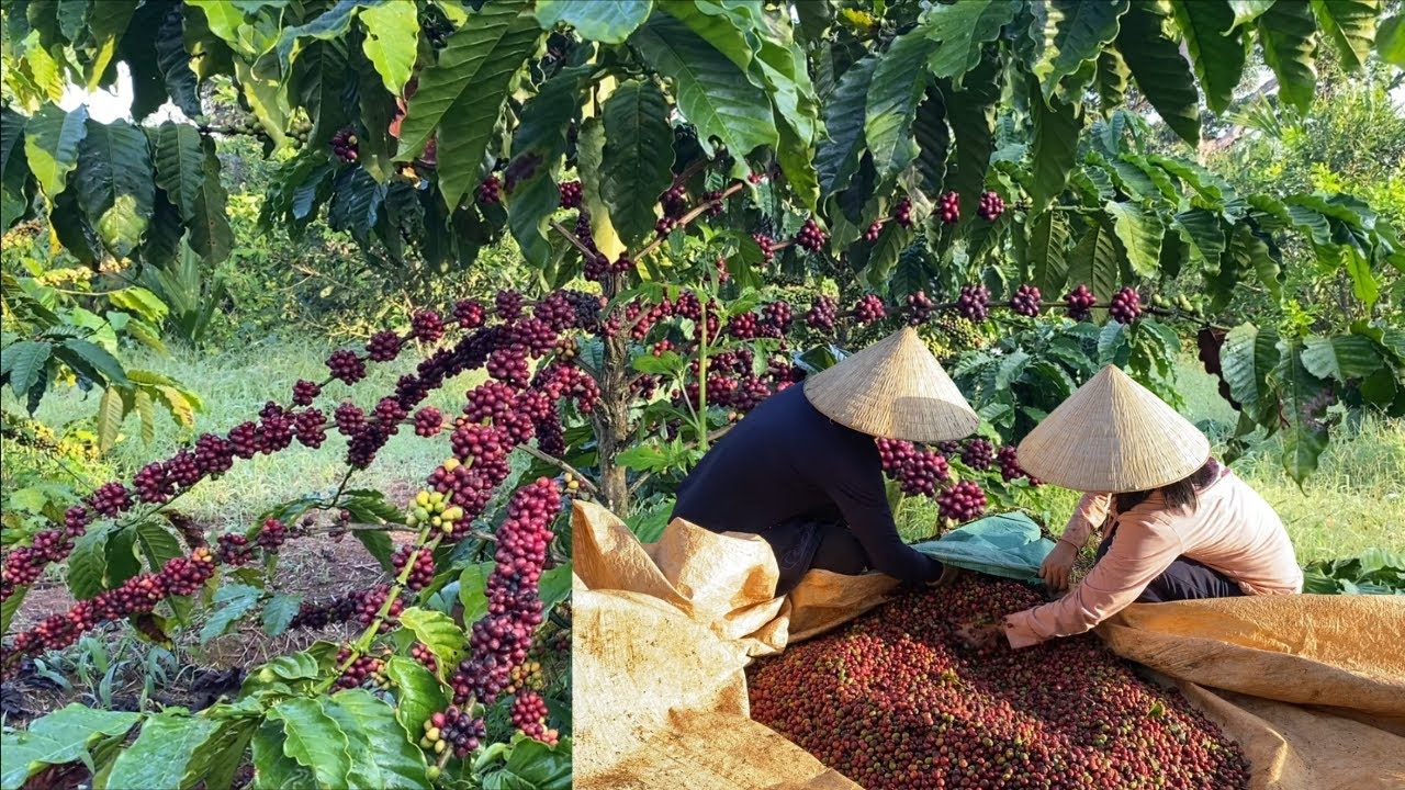 Great with Coffee Harvest Season in Vietnam - Beautiful Nature With Rural Life #3 - Harang VN