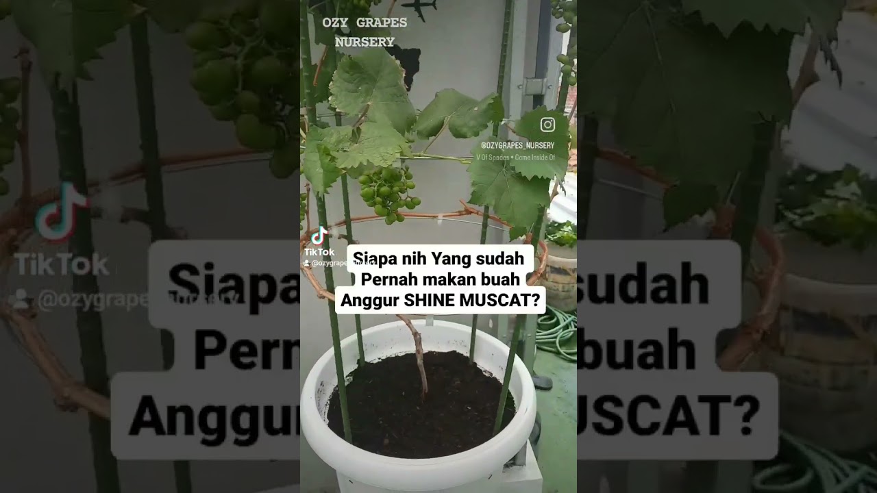 TABULAMPOT ANGGUR SHINE MUSCAT  #ANGGUR #SHINEMUSCAT #BIBITANGGUR