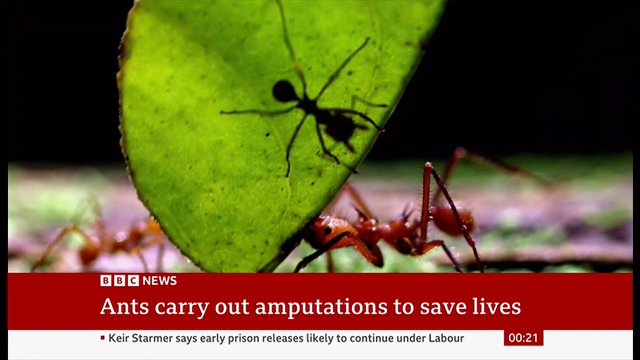 Ants perform life saving operations &mdash; the only animal other than humans known to do so (Global)