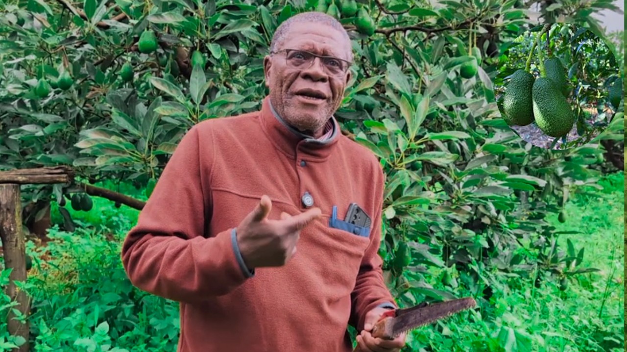 PART I: ATAJIRIKA BAADA YA KUSTAAFU KUPITIA KILIMO CHA PARACHICHI
