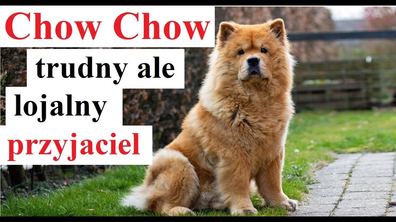 Chow Chow - trudny ale lojalny przyjaciel
