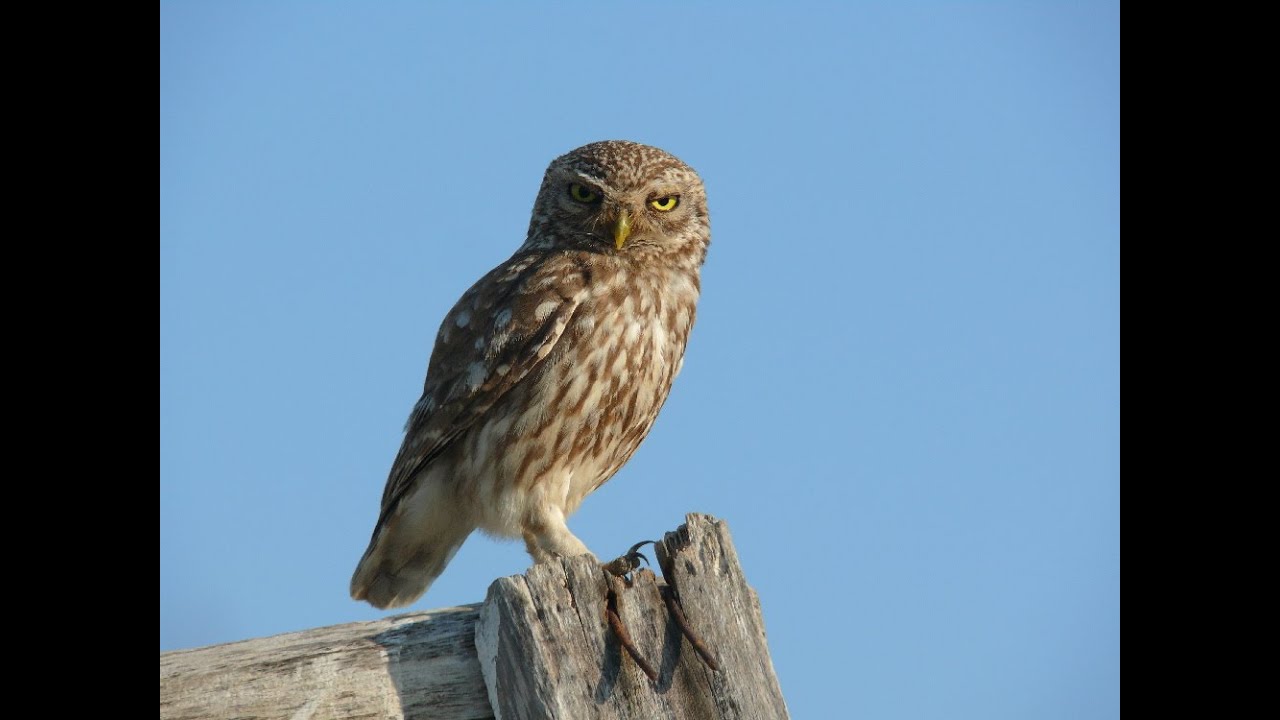 ČUK   Little Owl   Athene noctua Scopoli, 1769