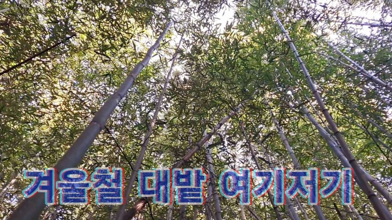 겨울철  대숲