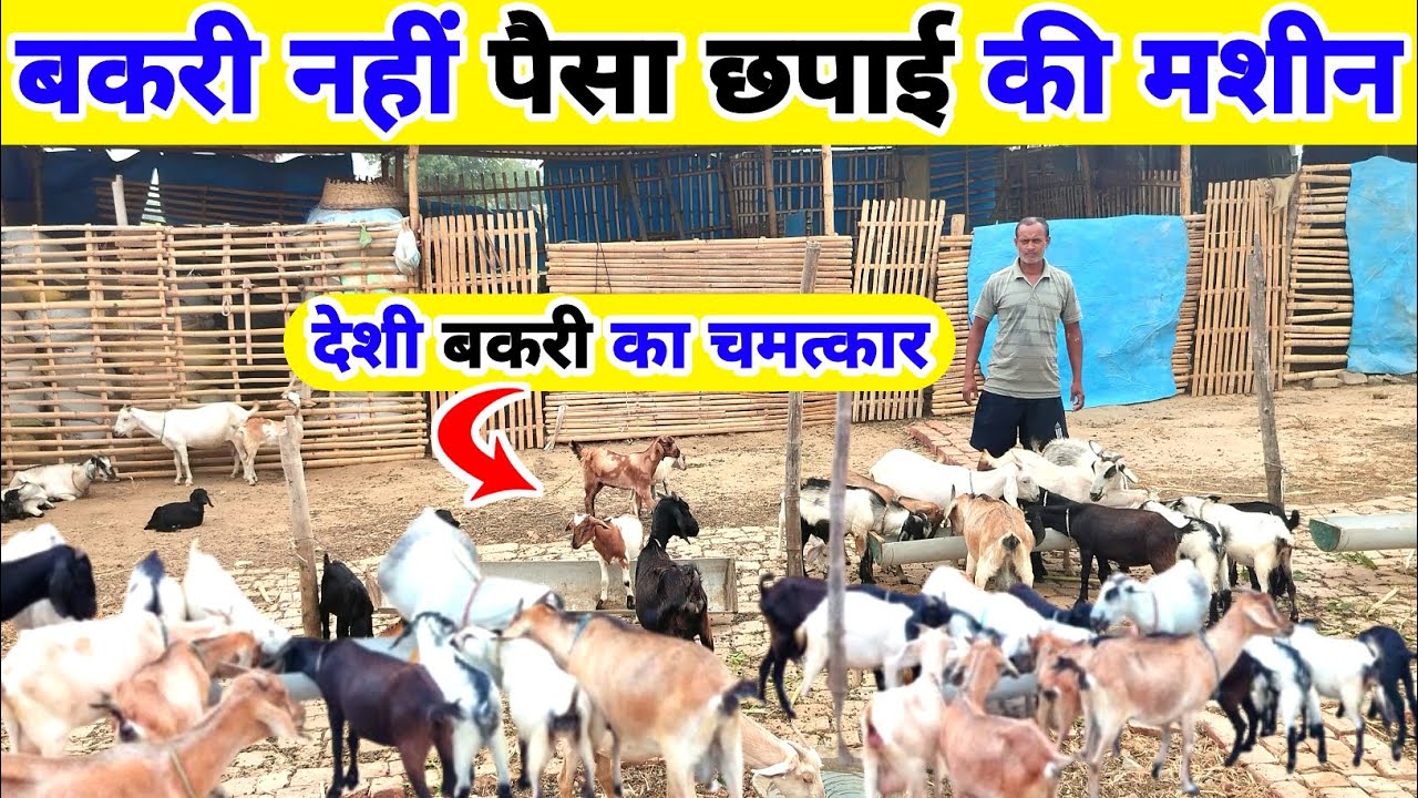 Bakri Palan मे नौकर जैसा मेहनत मालिक की तरह पैसा💰💯 Black Bengal Goat Farming | Goat Farming In India
