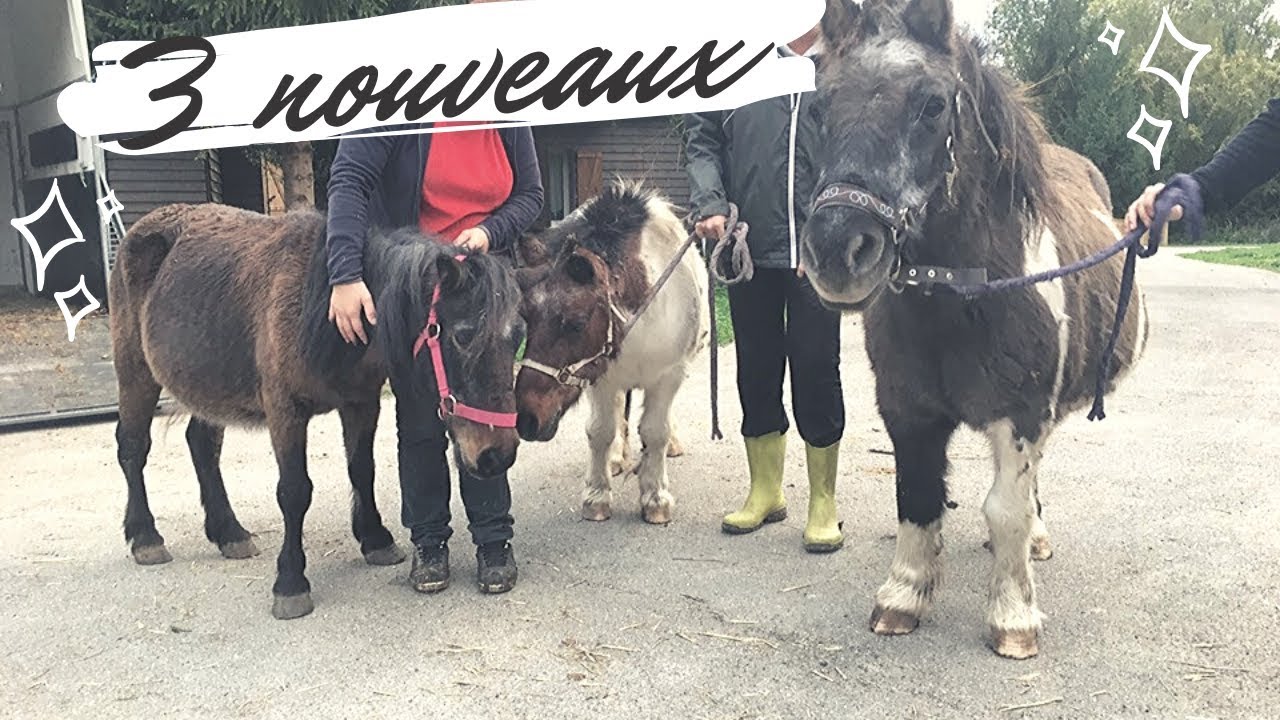 [ SAUVETAGE ] OUPS... ON RENTRE AVEC TROIS PONEYS (ET JE ME FAIT LATTER)