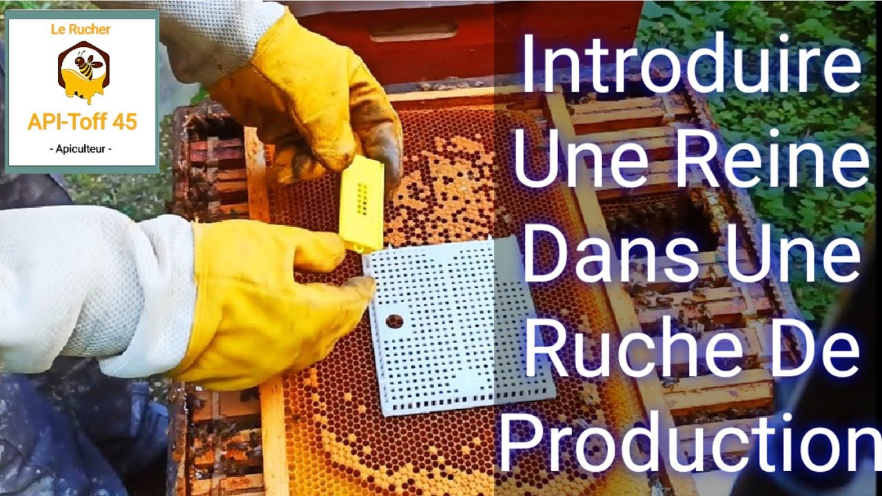 Changer UNE REINE Dans UNE RUCHE DE PRODUCTION #Apiculture 2021: